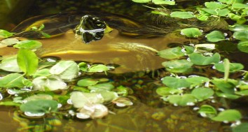 Foto: Gelbwangen-Schmuckschildkröte