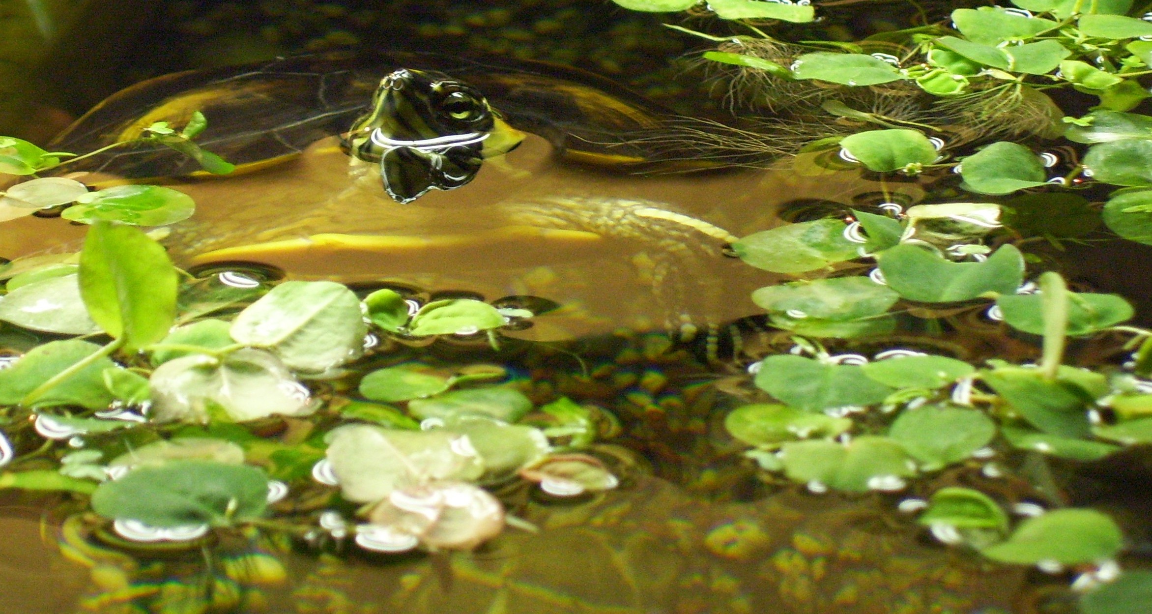 Foto: Gelbwangen-Schmuckschildkröte